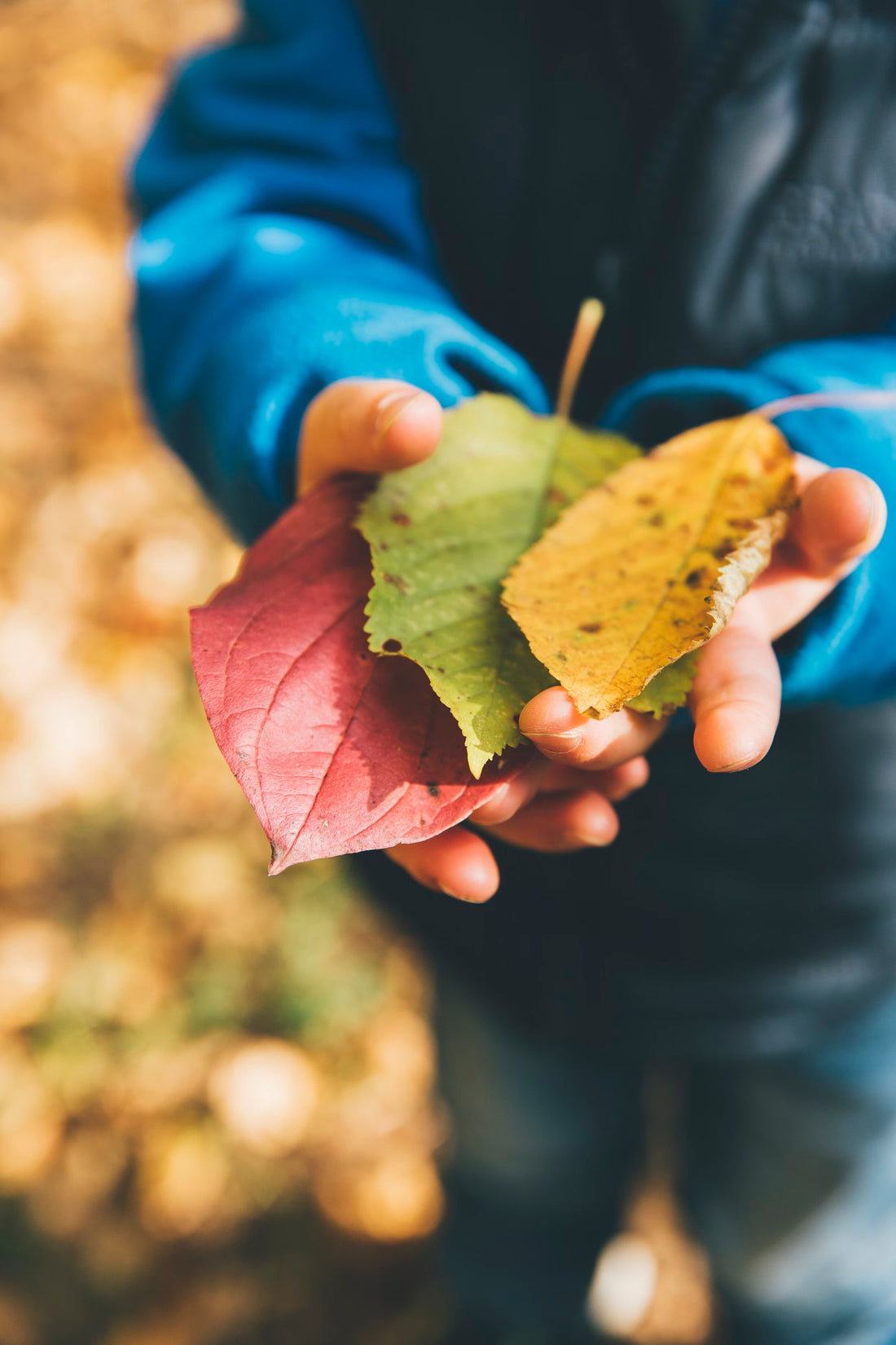 Ideas de Juego Sensorial de Otoño para NIños